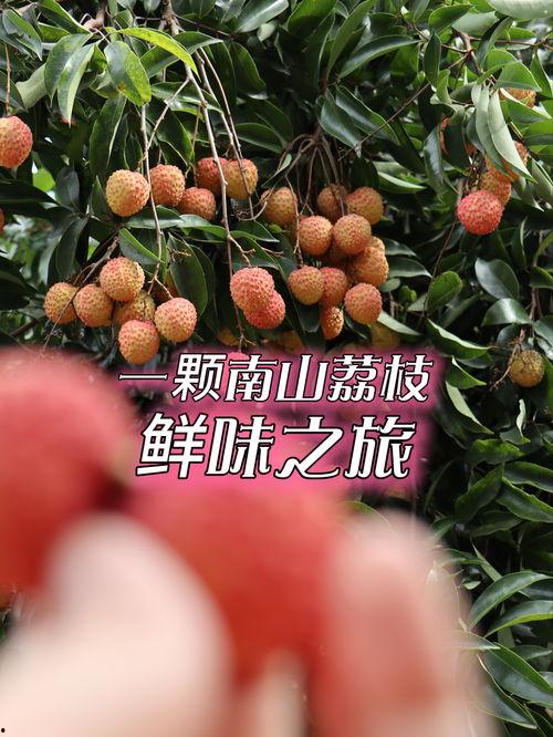 荔枝视频,探索短视频新潮流，引领潮流风向标